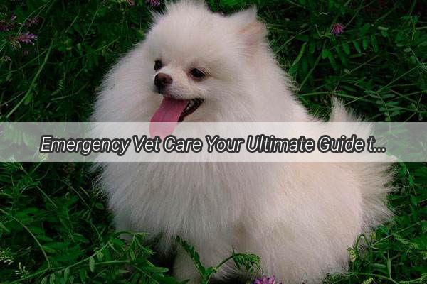 Emergency Vet Care Your Ultimate Guide to Medications for Your Suddenly Ill Dog